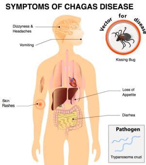 Assassin Bugs and Disease | BUG UNDER GLASS