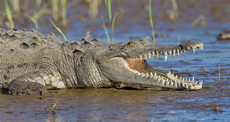 Ancient crocodiles may have preferred chomping plants, not meat