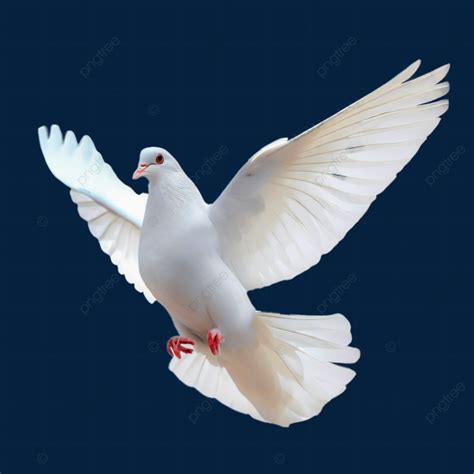 Isolated White Dove On Background, Dove, White, Holy Spirit Dove PNG Transparent Clipart Image ...