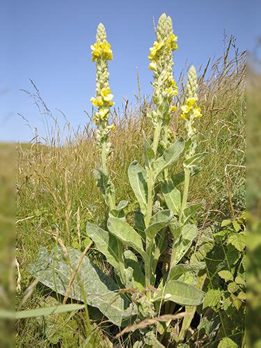 Mullein tea - an amazing herbal remedy for many ailments