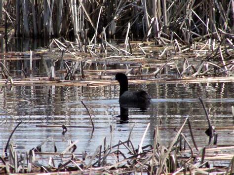 The Park Next Door - Horicon Marsh State Wildlife Area - Horicon, WI ...