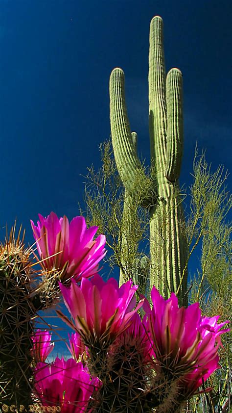 Pés deMandacaru | Cactus flower, Cactus, Desert flowers