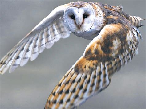 Wildlife Conservation: Animals in the Air | The Environmental Scouts