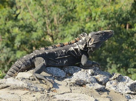 Mexican Spiny-tailed Iguana Facts and Pictures | Reptile Fact