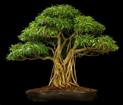 Living Bonsai tree used on a diorama - Conversions, Presentation, and ...