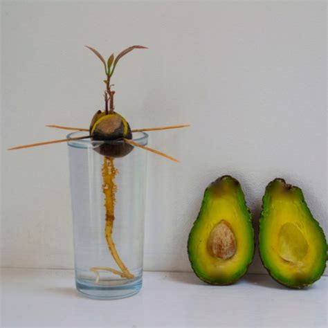 How to Grow Avocado at Home | Family Handyman