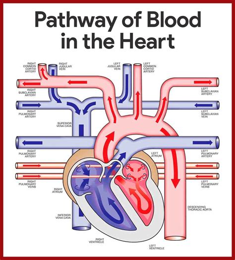 Anatomy And Physiology Of The Heart