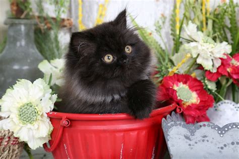 Black Persian Kittens | Black Persian Cats | Doll Face Persian Kittens