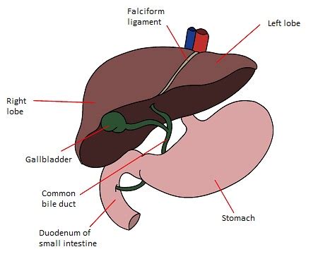 Liver Function & Structure - Lesson | Study.com