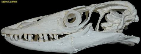 BIO370-Lizard Skull | Skull anatomy, Animal bones, Skull reference