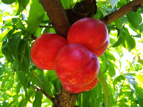 Red Peach Ripe Fruit - Free photo on Pixabay - Pixabay