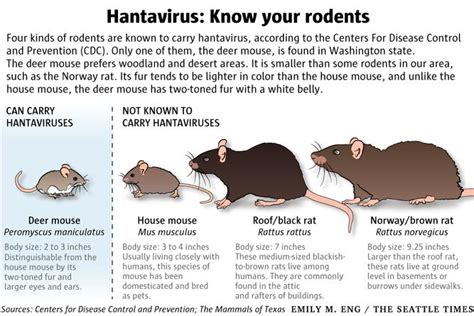 Rare, often fatal, respiratory disease carried by mice — hantavirus ...