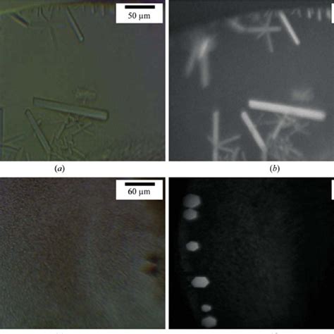 Initial in surfo crystallization hits with LysP. In (a) and (b) the ...