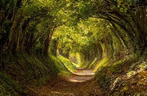 Halnaker tree tunnel - Wallpaper