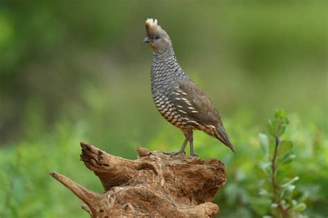 Scaled quail - Texas Hill Country