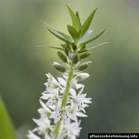 Eucomis bicolor