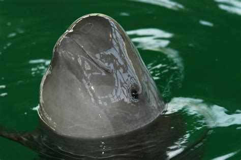 Yangtze finless porpoise | WWF