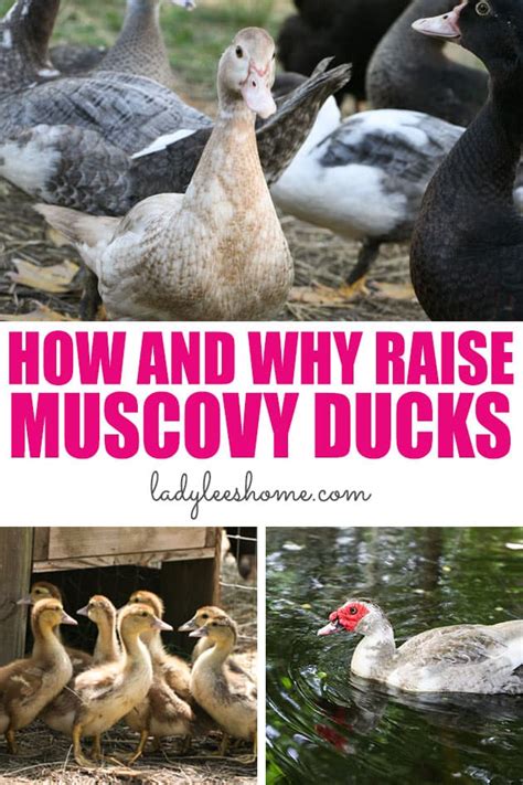 Raising Muscovy Ducks - Lady Lee's Home