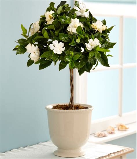 Gardenia Tree - Home And Garden Decoration