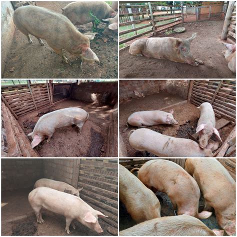 9 x Landrace pigs for sale