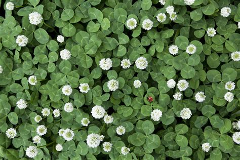How to Plant a Clover Lawn | Clover lawn, Plants, Clover seed