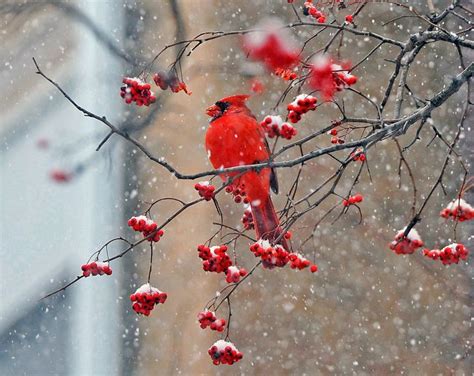 winter scene cardinal photograph | Winter scenes, Scene, Photographer