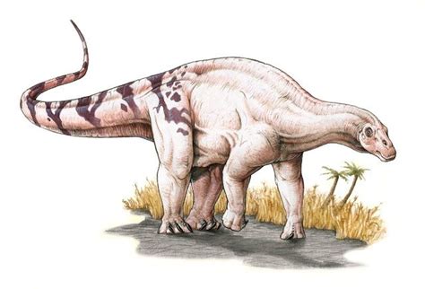 Brachytrachelopan dinosaurs , facts | pictures -Brachytrachelopan dinosaurs habitat.