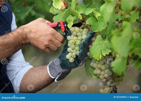 Pruning grapes stock photo. Image of green, control, food - 35752052