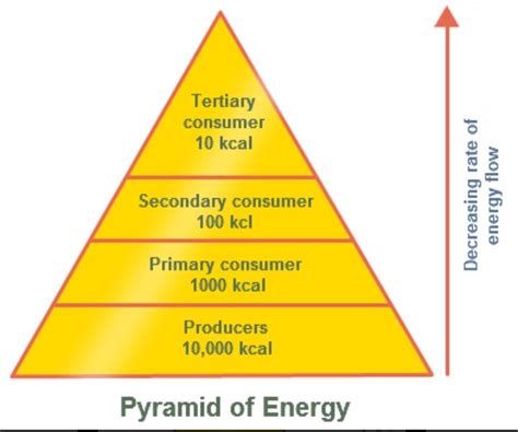 45 energy pyramid labels