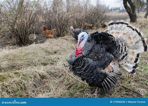 Turkey with White and Black Feathers in the Garden Stock Image - Image of feathers, livestock ...