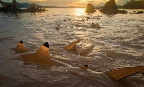 Black tipped reed sharks off Tetepare Island (Solomon Islands) | Places ...