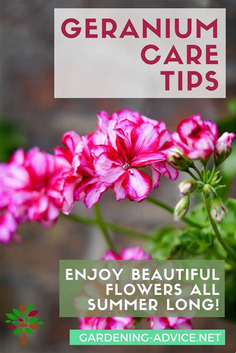 Geranium Care Tips - Growing Geraniums Outdoors Or Indoors | Geranium care, Growing geraniums ...