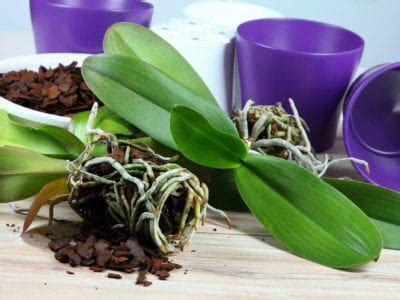 Miscela di invasatura per orchidee – tipi di mezzi di semina per orchidee – Ilgiardino