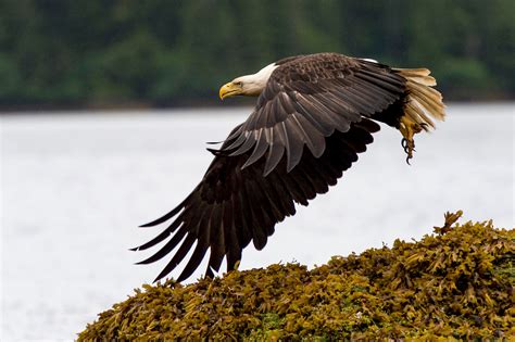 Wildlife of Haida Gwaii: Canada’s Galapagos