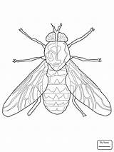 The Best Free Fly Drawing Images Download From 775 Drawings Of  sketch template