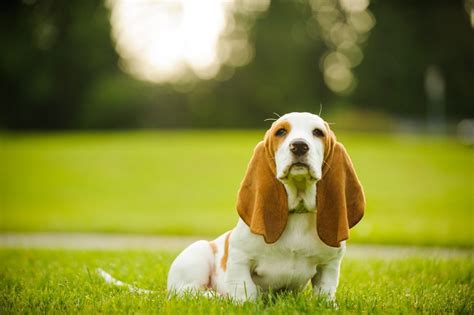 Ultimate Tips To Pick The Right Basset Hound Names - Updated