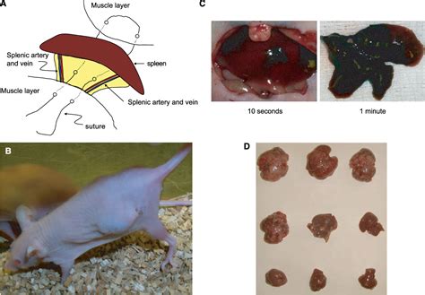 Figure 1 from Mouse models of subcutaneous spleen reservoir for ...