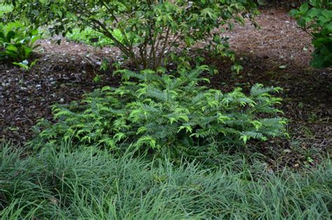 Japanese Plum Yews for the Landscape | Gardening in the Panhandle