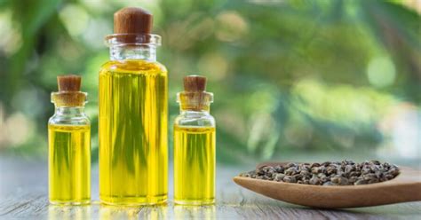 Olive Oil vs. Seed Oil: Which One is Healthier? - IronMag Labs ...