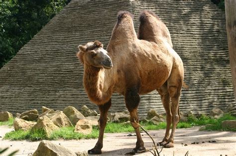 Bactrian Camel - A-Z Animals