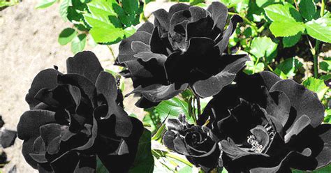 Know the secret to grow Black Rose | Blog.Nurserylive.com | gardening in india