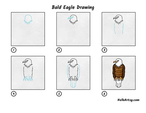 Bald Eagle Drawing - HelloArtsy