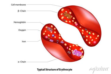 Red blood cell structure (labeled diagram of erythrocyte ) • wall ...