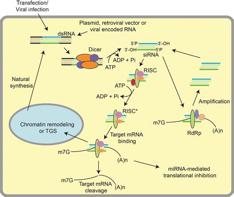 RNA Interference Technology — Applications and Limitations | IntechOpen