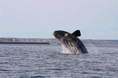 A spectacular encounter with whales on Península Valdés – Notes from Camelid Country