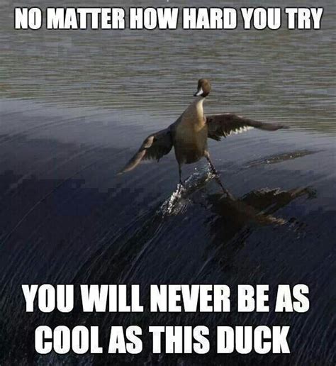 Duck Quotes And Sayings. QuotesGram