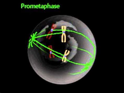 The Cell Cycle & Mitosis Animation - YouTube