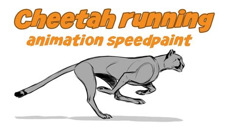 Cheetah run animation speedpaint - YouTube