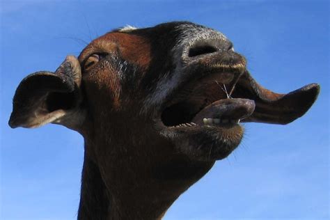 Sarah the Goat Yelling to Her Kids | Flickr - Photo Sharing!