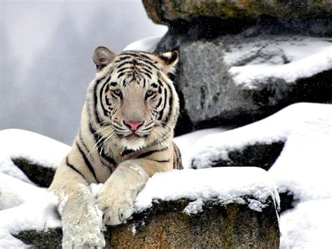 White Tiger Cubs Wallpaper - WallpaperSafari